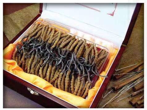 温泉冬虫夏草回收